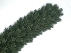 GIRLANDA SOSNA HIMALAJSKA 6m 