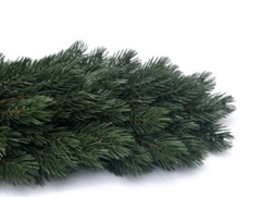 GIRLANDA SOSNA HIMALAJSKA 6m