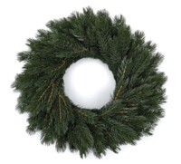 WIANEK SOSNA HIMALAJSKA