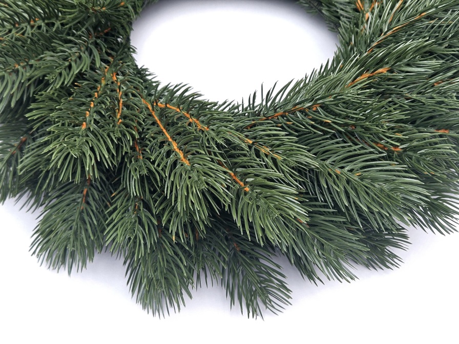 WIANEK SOSNA HIMALAJSKA